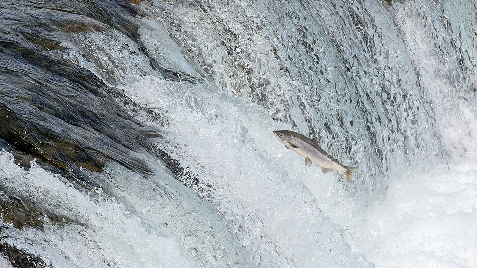 Ein Lachs springt Flussaufwärts